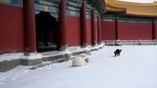 故宫在下雪，角落有一只可爱的胖猫跑来跑去，水墨画，张大千风格 by Hailuo AI Video Generator