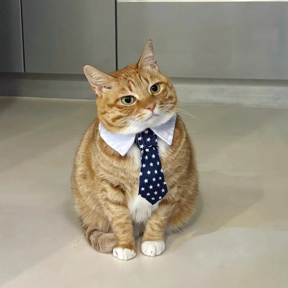 猫叔叔 by Hailuo AI Video Generator