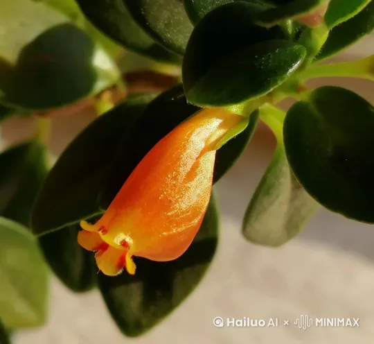 花开花落 by Hailuo AI Video Generator