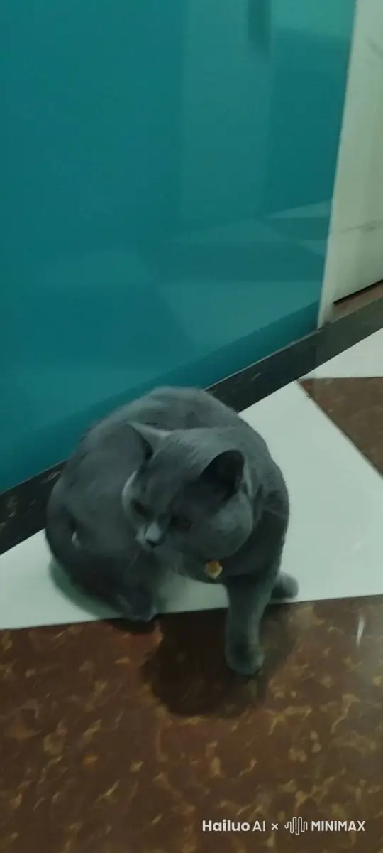 让猫动起来 by Hailuo AI Video Generator