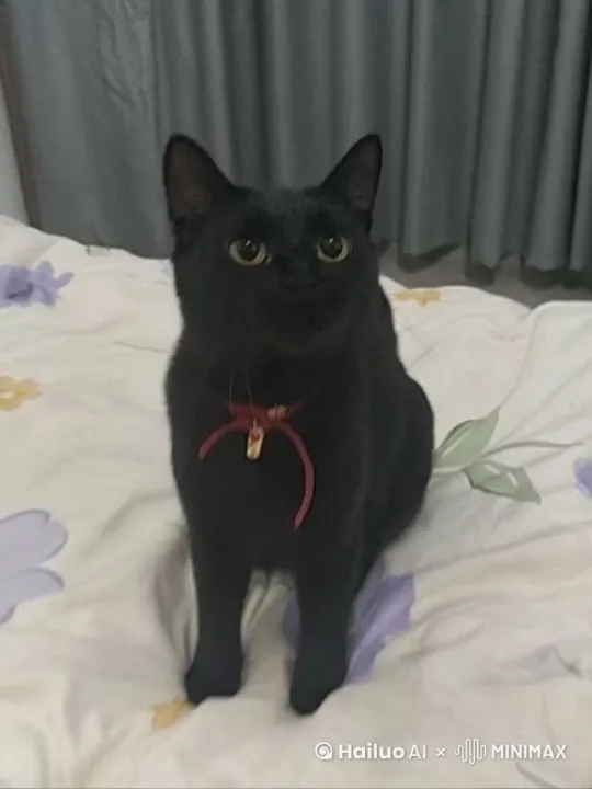 让猫咪跳舞 by Hailuo AI Video Generator