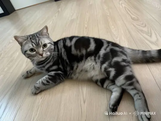 	1.	场景一：神秘觉醒

	○	时长：0 - 1秒

	○	画面：小猫安静地躺在一个高科技实验室的平台上，周围布满了闪烁的仪器和屏幕。突然，小猫的眼睛闪烁出奇异的光芒，仪器开始疯狂闪烁。

	○	台词：无

	○	音效：仪器启动的嗡嗡声，最后是一声强烈的能量脉冲声

	2.	场景二：力量释放

	○	时长：1 - 3秒

	○	画面：小猫缓缓站起，身体周围出现一层神秘的能量护盾。它轻轻一跃，落地时引发了一阵能量冲击波，周围的设备被震得粉碎。

	○	台词：无

	○	音效：能量护盾的嗡嗡声，跳跃和能量冲击波的轰鸣声

	3.	场景三：征服实验室

	○	时长：3 - 5秒

	○	画面：小猫迈着自信的步伐向前走，每一步都在地板上留下能量的脚印。它走到实验室的中央控制台，用爪子轻轻一挥，整个实验室的系统被它控制，屏幕上显示出宇宙星系的图像。

	○	台词：无

	○	音效：坚定的脚步声，控制台被激活的电子音效，最后是宇宙空间的神秘音效

这个短视频可以通过特效和音效来营造出一种科幻大片的氛围，展现出小猫从普通到超凡的转变。 by Hailuo AI Video Generator