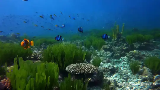 海底世界，有各类植物和鱼类，它们和谐共生，构成了一个完美的生态环境。 by Hailuo AI Video Generator