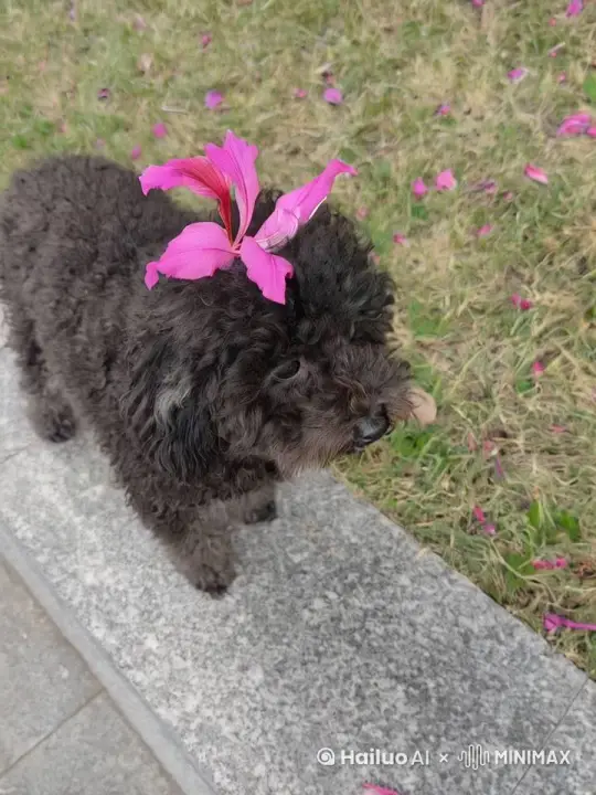 黑色贵宾犬头戴紫荆花又蹦又跳，快乐奔跑 by Hailuo AI Video Generator