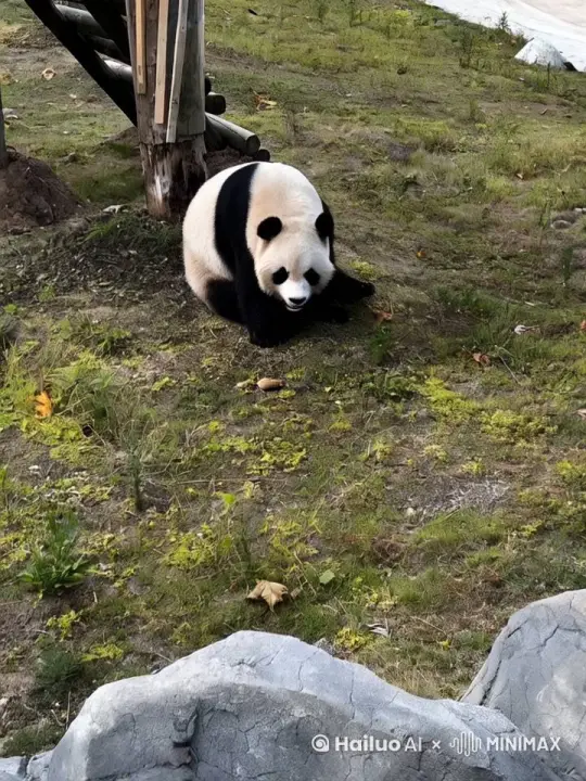 让图片中的大熊猫动起来 by Hailuo AI Video Generator