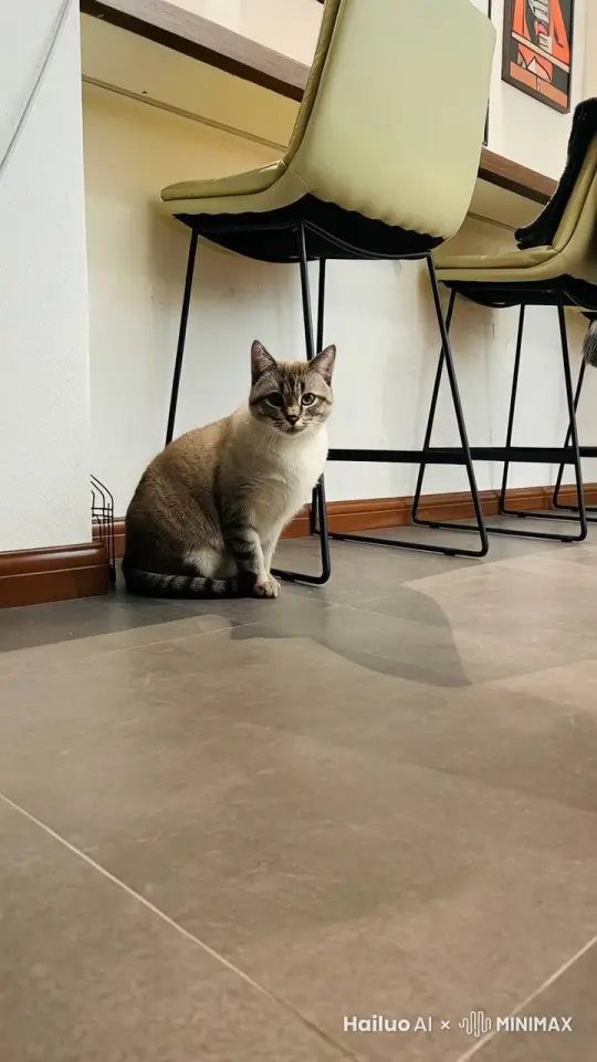 猫猫扑过来 by Hailuo AI Video Generator