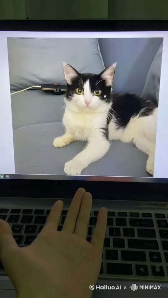 小猫从屏幕里出来跟我握手 by Hailuo AI Video Generator
