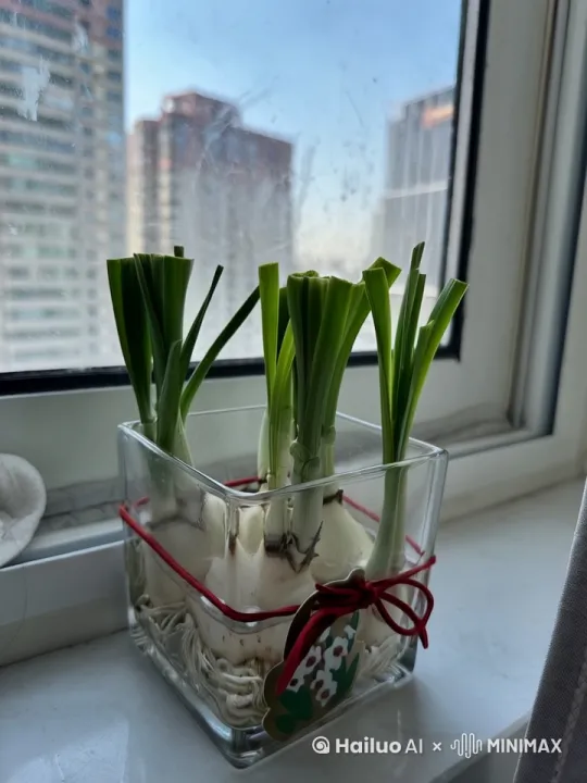 水仙花苞从球茎中长出来，开水仙花 by Hailuo AI Video Generator