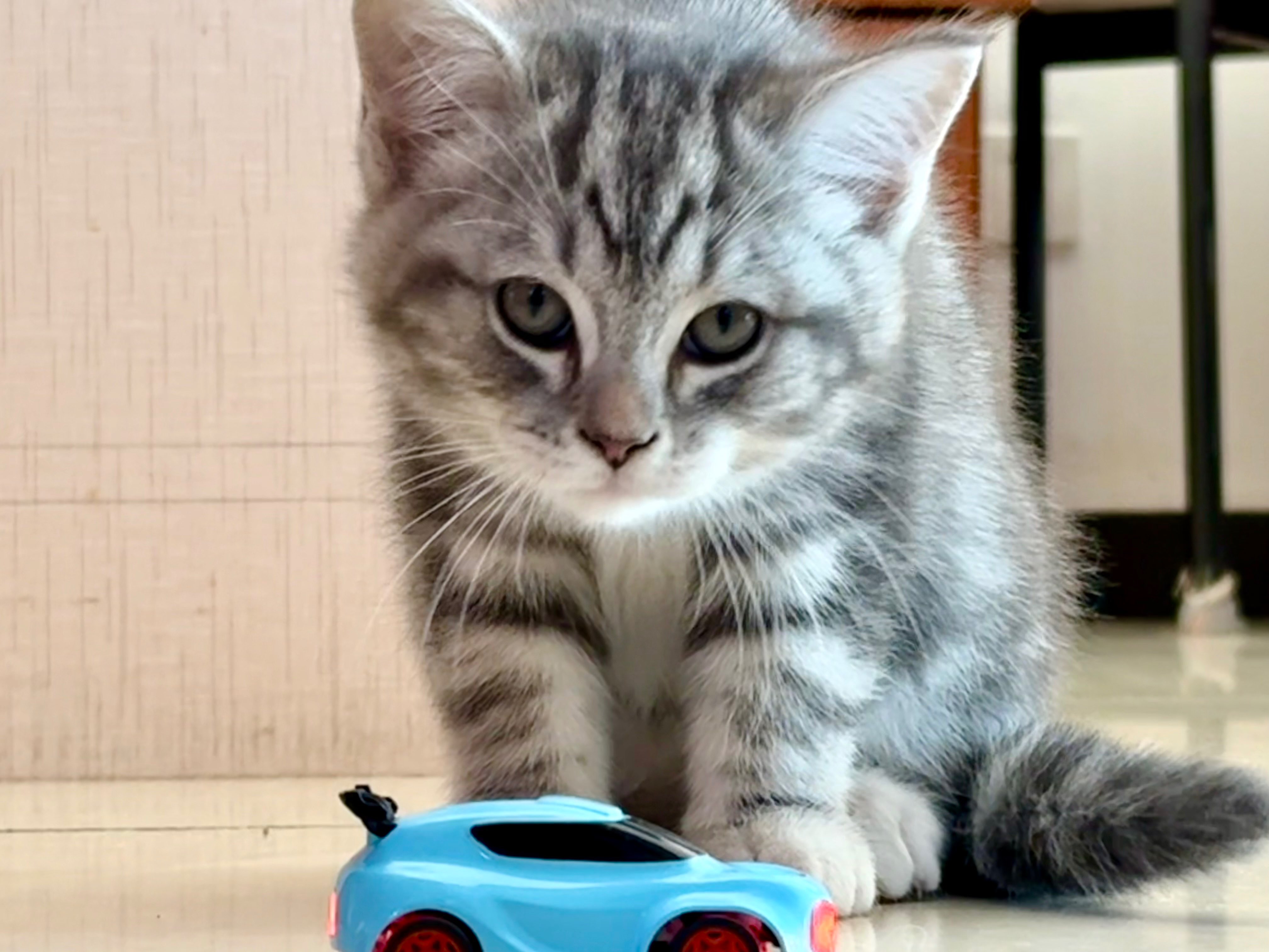 video original by Hailuo AI Video Generator