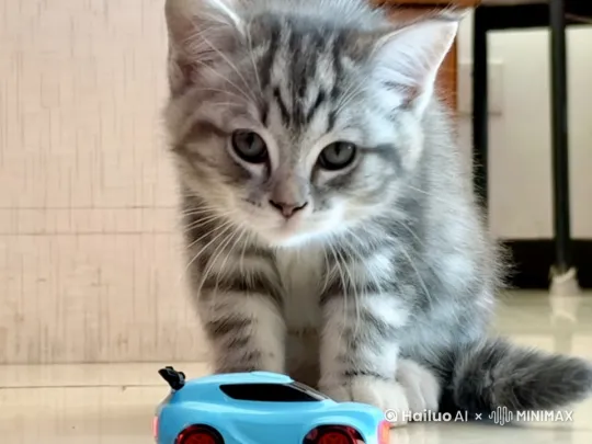 中景：小猫盯着玩具汽车；中景：玩具汽车开始变大，小猫吓了一跳；远景：汽车开始启动，小猫跳上汽车开走了。 by Hailuo AI Video Generator