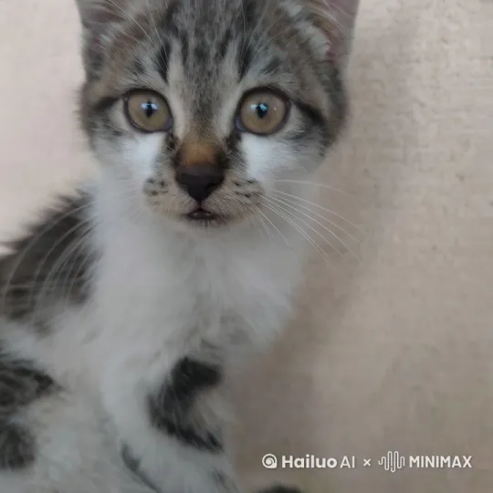 一只满身是徽章的猪，正在和一只很胖蓝色的胖猫玩，突然一只马飞了过来，一只鸡叼住了马 by Hailuo AI Video Generator