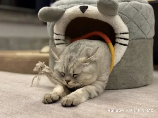 我的小猫拜年视频，恭喜发财 by Hailuo AI Video Generator