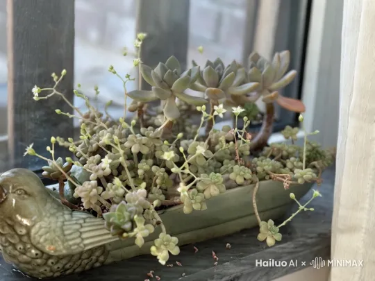 一个很小很小的精灵，带翅膀，手提篮子，从左边走到右边，采摘叶子，写实效果 by Hailuo AI Video Generator