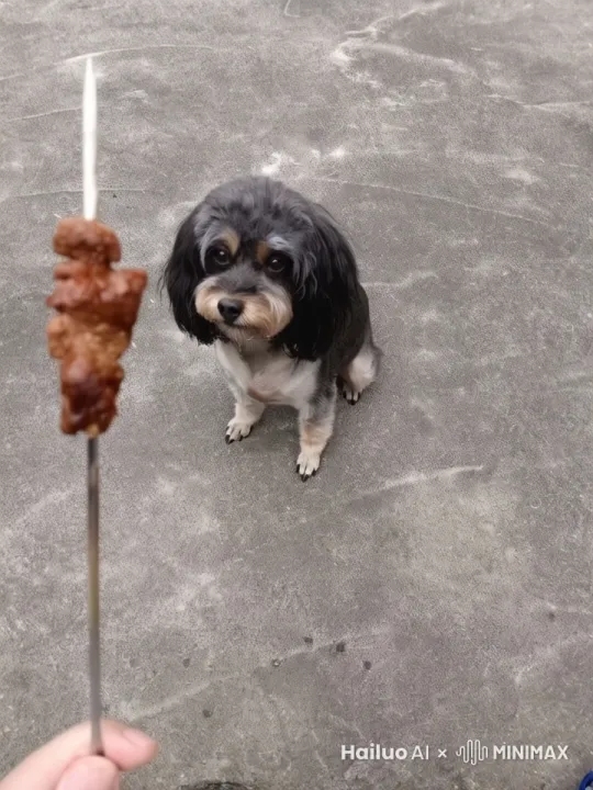 狗狗考羊肉串 by Hailuo AI Video Generator
