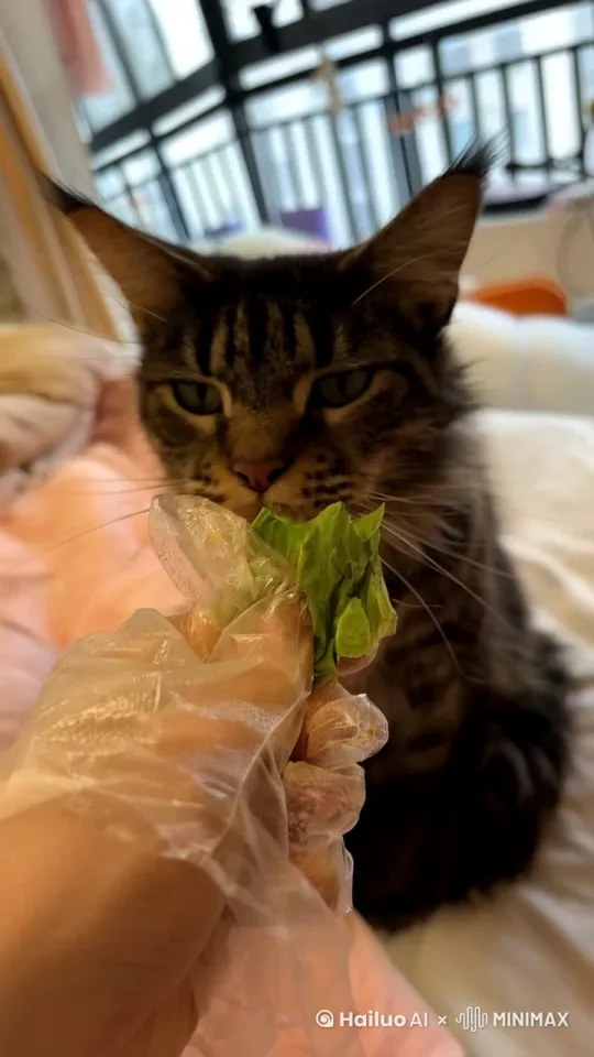 小猫快乐的吃完了生菜 说我还要吃 然后又吃了两大桶生菜   by Hailuo AI Video Generator