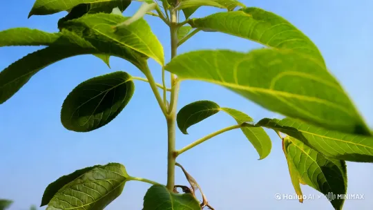视频开头:镜头快速拉近,一株辣椒在风中摇曳,根系牢牢抓住土壤。
镜头切换:特写镜头展示辣椒根系,根系粗壮、发达,土壤中根须密布。
镜头切换:对比镜头,一株根系发达的辣椒和一株根系弱小的辣椒。
镜头切换:农民在田间劳作,丰收的辣椒堆满地。
视频结尾:镜头拉远,展示一片丰收的辣椒田。 by Hailuo AI Video Generator