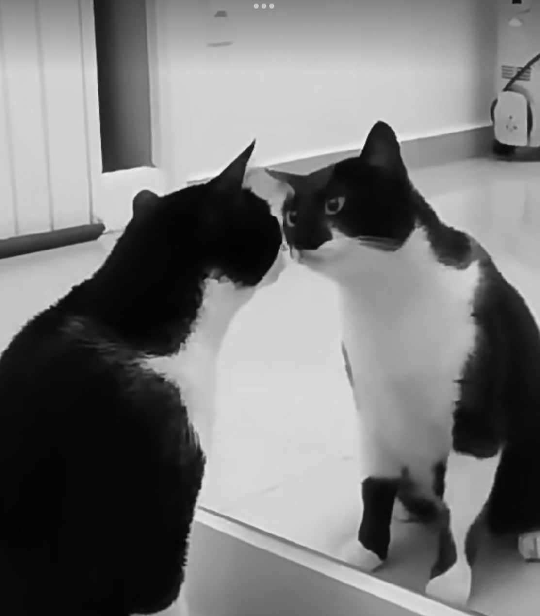 video original by Hailuo AI Video Generator