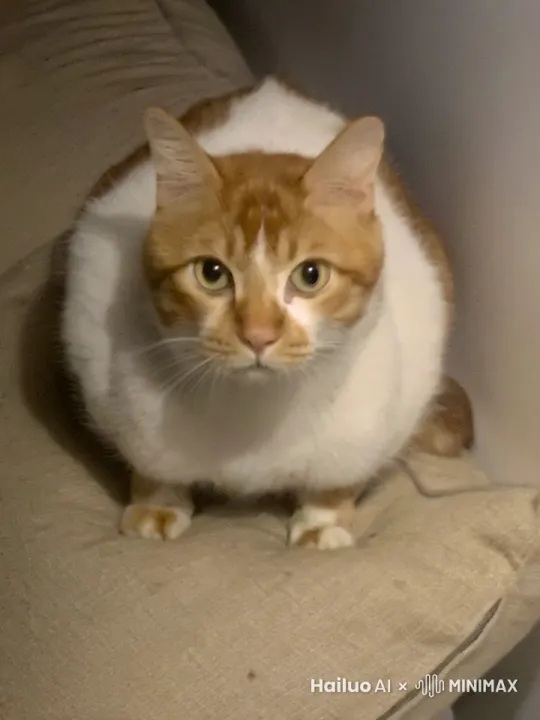 一只球体的脚非常短的橘猫突然长出八只很短的像蘑菇的小脚转身跑掉 by Hailuo AI Video Generator