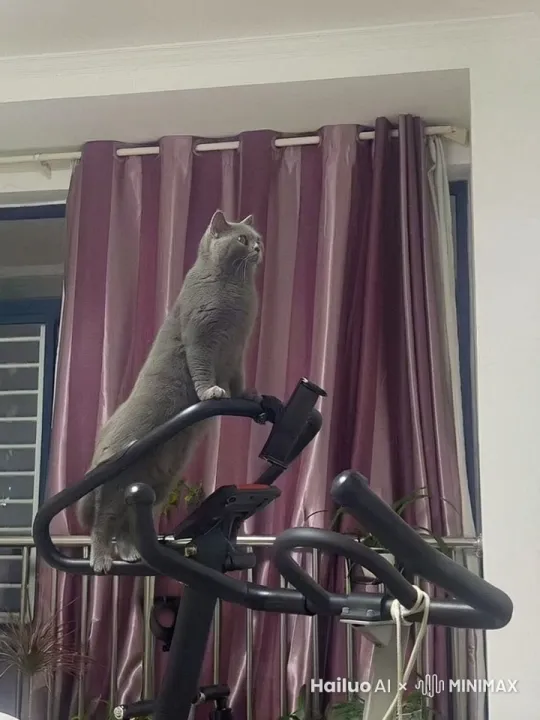 蓝猫在健身器上面做广播体操，倒立，玩单双杠，空中转体，镜头跟随 by Hailuo AI Video Generator