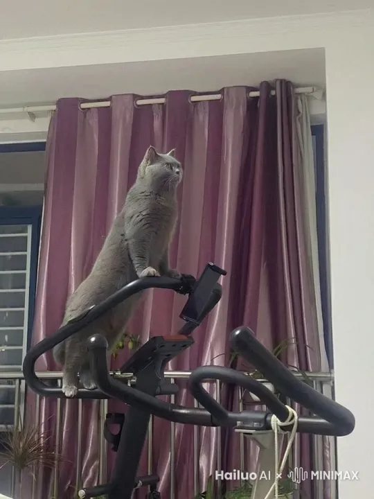 蓝猫在健身器上面练习拳击，拟人化，左右手连续出拳，侧面视角 by Hailuo AI Video Generator