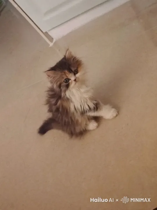 小猫唱金蛇狂舞 by Hailuo AI Video Generator