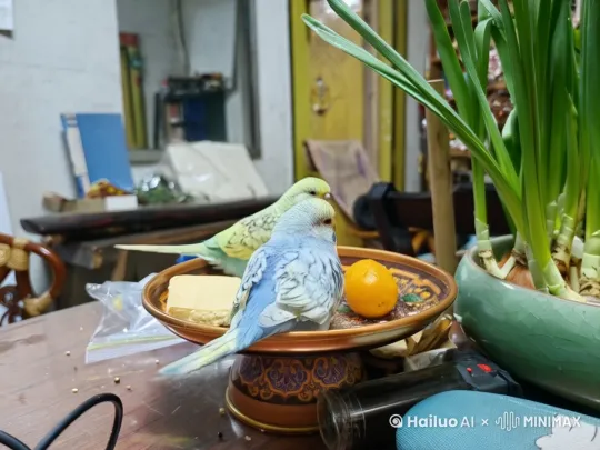 两只鹦鹉从高处飞过来，落在盘子上打架。 by Hailuo AI Video Generator