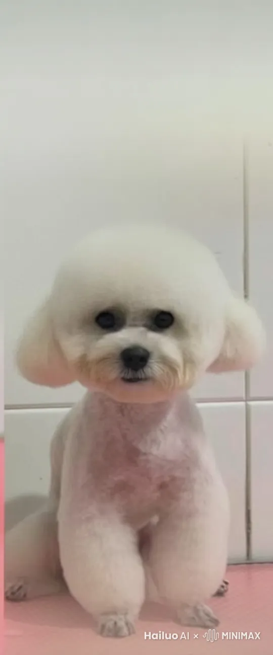 会说话的狗狗 by Hailuo AI Video Generator