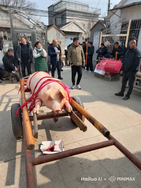 让猪活起来 红绳子挣脱掉，跑到旁边转一圈跑掉，人躲避不及时摔一跤，背景不变。 by Hailuo AI Video Generator
