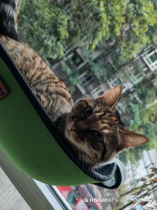 一只小猫 by Hailuo AI Video Generator