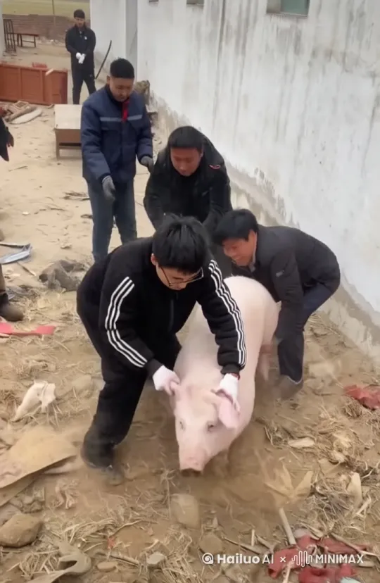 让这头猪跑起来,然后把一个人撞到,另一个人骑着猪飞起来 by Hailuo AI Video Generator