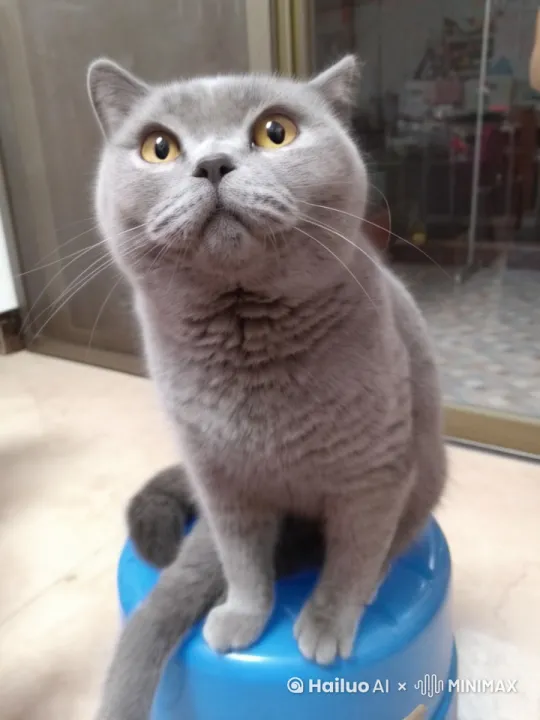 猫咪穿着白衬衣在讲台上在给在座小学生们上音乐课 by Hailuo AI Video Generator