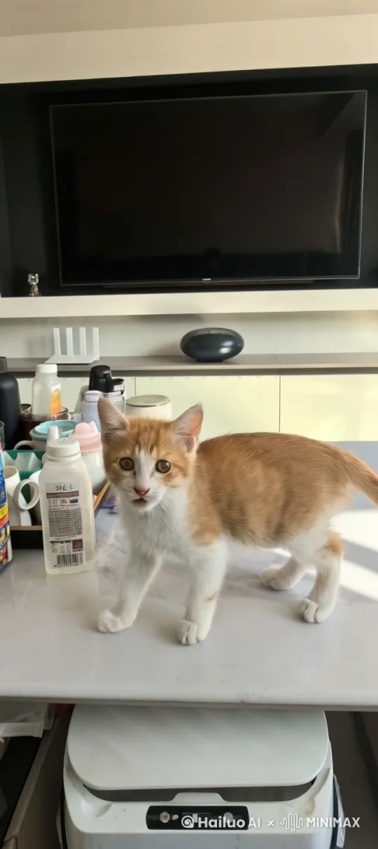 小猫兴奋地东倒西歪地打起了醉拳，而上边的电视正在播节目 by Hailuo AI Video Generator