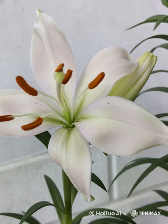 百合花从花蕊到开放的视频 by Hailuo AI Video Generator