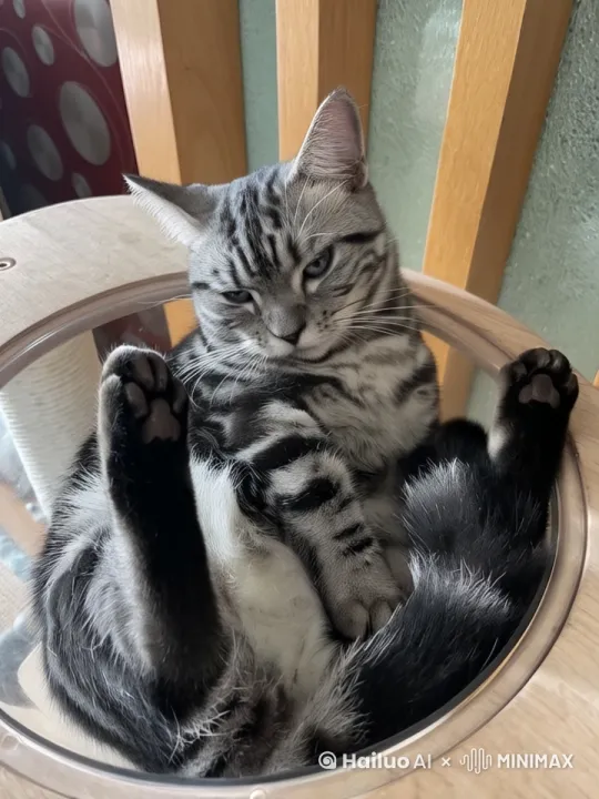 一只美国短毛猫，正在惬意的躺着，两只脚来回的摆动，嘴巴唱着欢快的小曲。 by Hailuo AI Video Generator