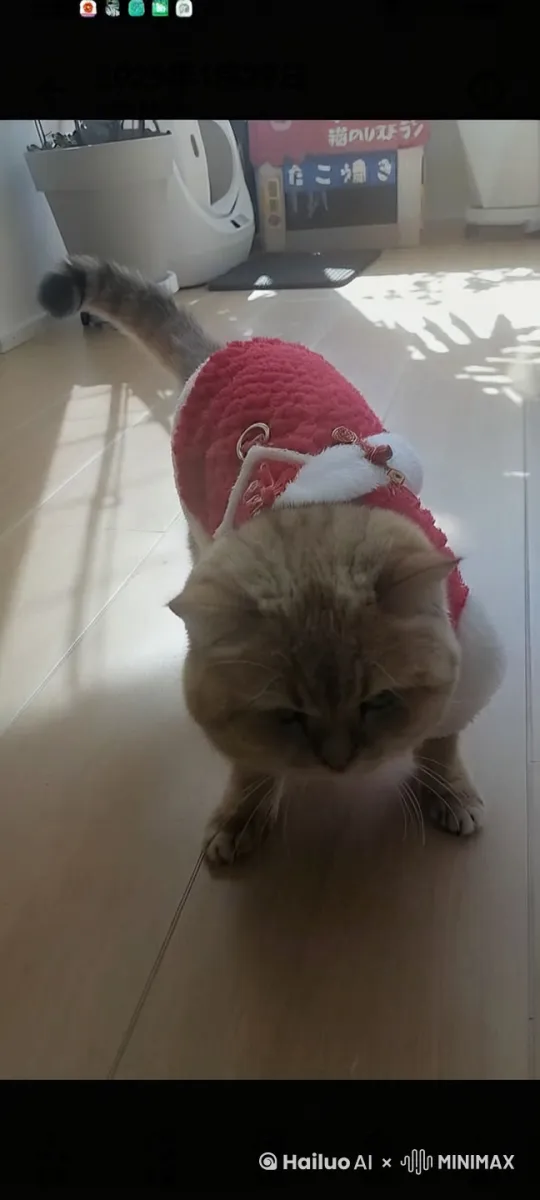 猫咪倒立 by Hailuo AI Video Generator