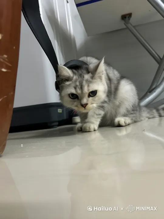 猫吃火锅 by Hailuo AI Video Generator
