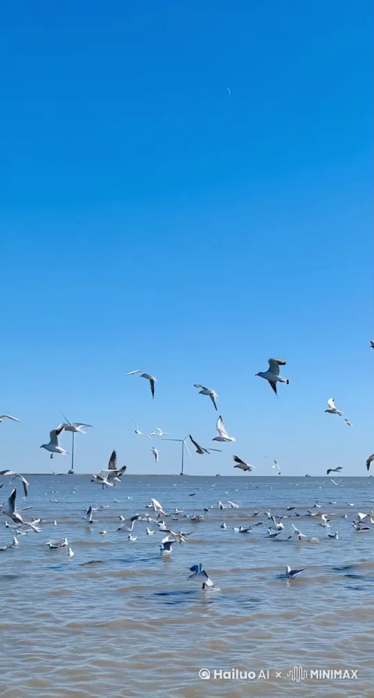 在一望无际的湛蓝大海上空，成群结队的海鸥舒展着洁白的翅膀，自在地翱翔。它们时而俯冲贴近海面，激起串串晶莹的水花，时而又欢快地振翅高飞，与轻柔的海风嬉戏。阳光洒在它们身上，反射出耀眼的光芒。就在这时，一只调皮的海鸥，突然加速，双翅奋力展开到最大幅度，像离弦的箭一般直直地朝着屏幕飞来。它眼神中带着一丝懵懂和莽撞，丝毫没有减速的意思，下一秒，“砰” 的一声，结结实实地撞在了屏幕上，脑袋瞬间晕乎地晃了晃，羽毛也变得凌乱不堪 ，模样十分滑稽。 by Hailuo AI Video Generator