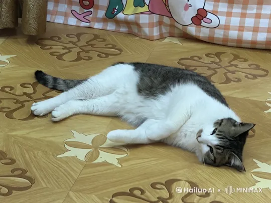 让这只猫跳摩托舞 by Hailuo AI Video Generator