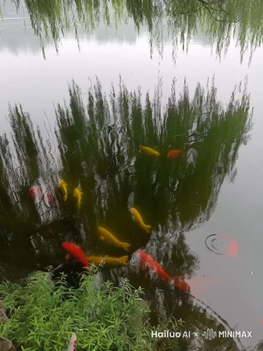 鲤鱼跃龙门 by Hailuo AI Video Generator
