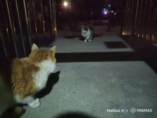两只小猫慢慢地靠近，互相嗅嗅，舔对方，细节完善，写实风格，8K高清。上升镜头，同时右移。 by Hailuo AI Video Generator