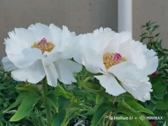 风吹动花瓣，花朵左右摇摆，薄雾飘过 by Hailuo AI Video Generator