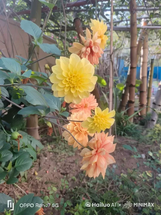 早上看花的精神就是好 by Hailuo AI Video Generator