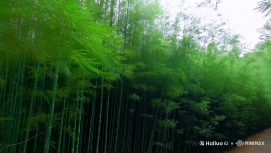 在珠海的晨曦中，一片翠绿的竹海如波浪般起伏，微风轻拂，竹叶沙沙作响，仿佛在低声吟唱着古老的歌谣。镜头由远及近，缓缓推进，仿佛一位旅人正漫步在这片宁静的绿洲中。 by Hailuo AI Video Generator