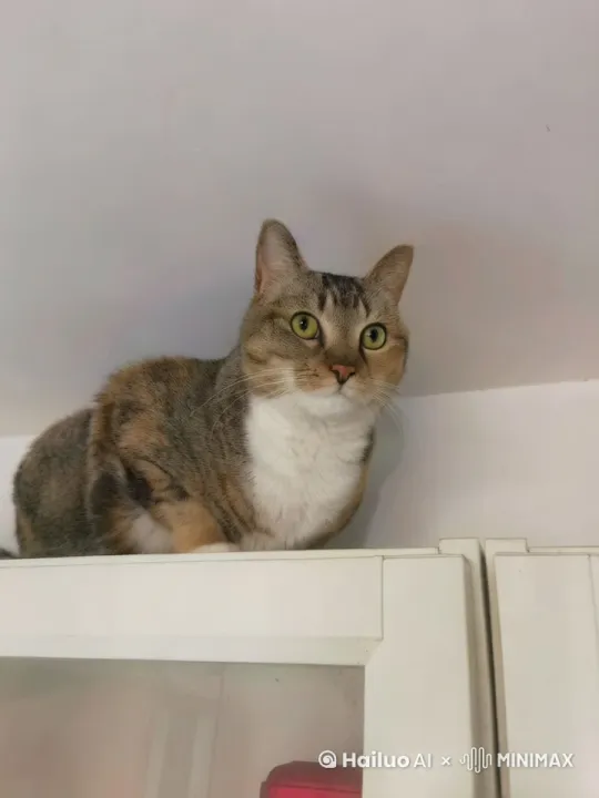图片中的猫咪骑着一只巨大的黄色的龙在天空中飞翔，一片蓝天下，明亮的灯光，蓝色的配色方案，抽象的图像，超现实主义，清晰的背景，清晰的轮廓光，边缘光，幻想，斑驳的光，平面
插图，8k，高清 by Hailuo AI Video Generator