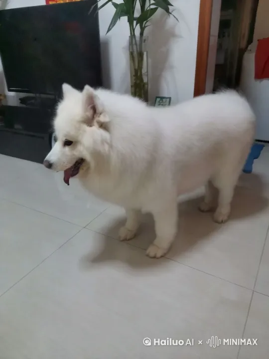 一个古灵精怪的古装小小小小萝莉,五官小巧而精致,眉如远黛,眼似秋水,琼鼻微翘,樱唇不点而朱。她身着一套鹅黄色的精美古装,裙摆摇曳生姿。
骑在一只身形极其巨大的肥狗身上,这只肥狗浑身长满洁白如雪的长毛,柔顺且浓密,犹如狮子一般威武,长毛随风飘动。肥狗的体型硕大,步伐稳健有力。它的脖颈上戴着一个别致好看的项圈,项圈上镶嵌着五彩宝石,闪耀着迷人的光芒。
小萝莉双手紧紧抓着肥狗的长毛,脸上满是好奇与期待。她们行走在桃花盛开乡田野上,头上时不时的有蝴蝶飞来飞去,狗狗悠闲地向前走 by Hailuo AI Video Generator