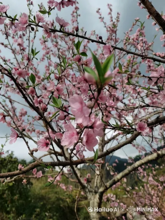 镜头动起来，花瓣飘落 by Hailuo AI Video Generator