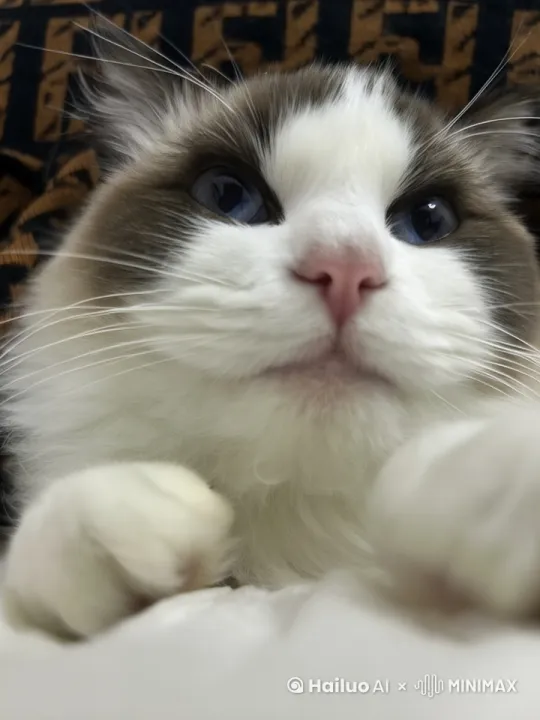 猫猫打拳 by Hailuo AI Video Generator