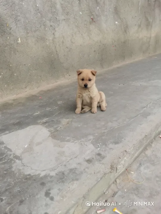 The dog is fighting the monster. by Hailuo AI Video Generator