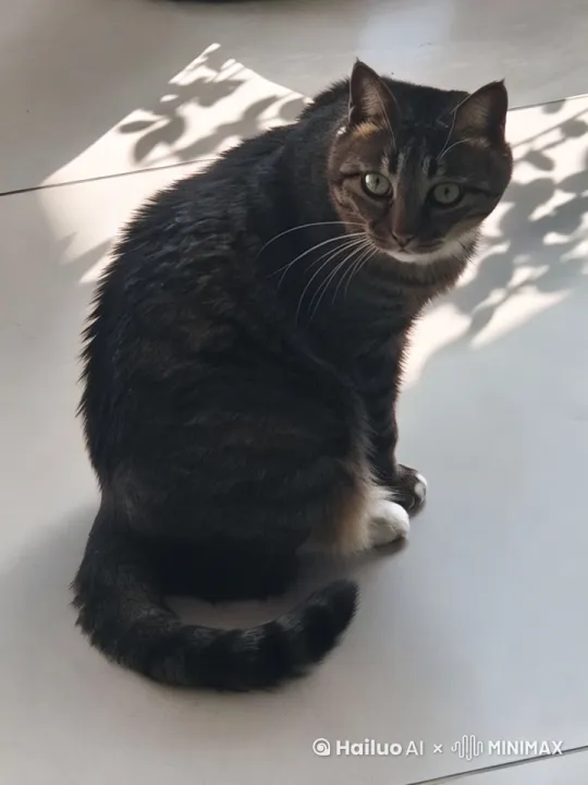 小猫跳上滑板滑行 by Hailuo AI Video Generator