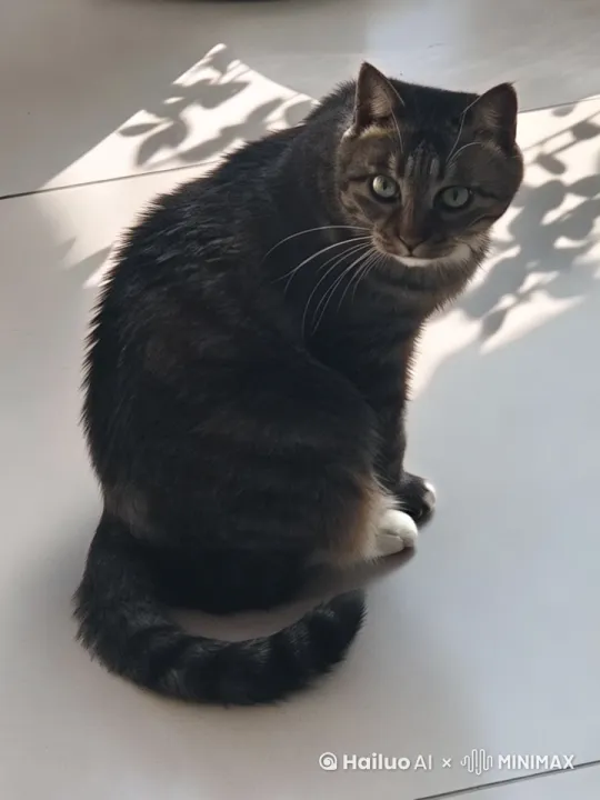 小猫跳上滑板滑行滑向远方 by Hailuo AI Video Generator
